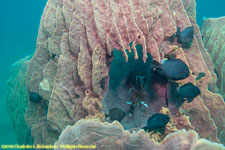 sponge and lionfish